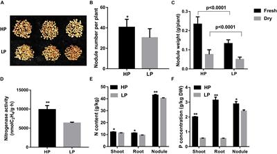 GmPAP12 Is Required for Nodule Development and Nitrogen Fixation Under Phosphorus Starvation in Soybean